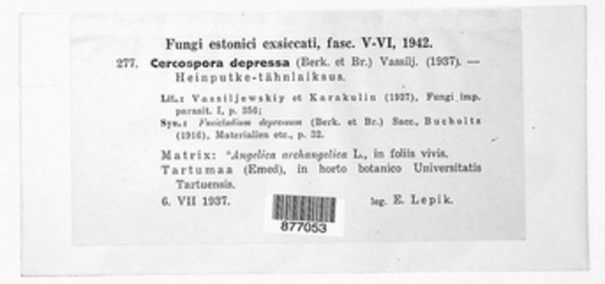 Fusoidiella depressa image